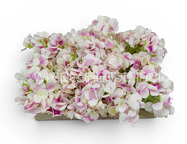 White Pink Shaded Hydrangeas