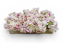 White Pink Shaded  Hydrangeas