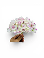White Pink Shaded  Hydrangeas