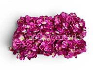 Shaded Magenta Hydrangeas