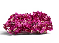 Shaded Magenta Hydrangeas