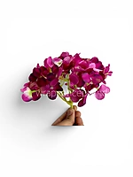 Shaded Magenta Hydrangeas