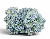 Blue Shaded  Hydrangeas