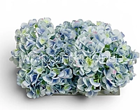 Blue Shaded  Hydrangeas