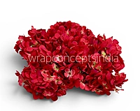Red Shaded  Hydrangeas