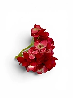Red Shaded  Hydrangeas