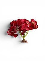 Red Shaded  Hydrangeas