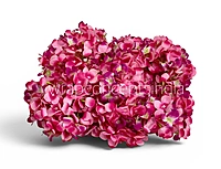 Deep Magenta Hydrangeas
