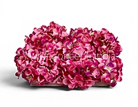 Deep Magenta Hydrangeas
