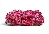 Deep Magenta Hydrangeas