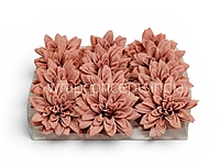 Dusty Coral Dahlia