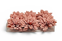 Dusty Coral Dahlia