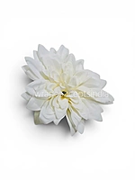 Pearl Frost Dahlia