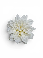 Pearl Frost Dahlia