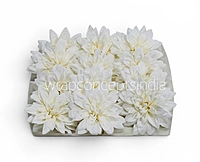 Pearl Frost Dahlia