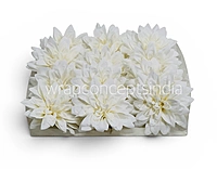 Pearl Frost Dahlia