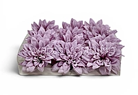 Amethyst Bloom Dahlia