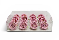 Pink Ranunculus Flowers
