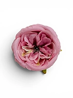Pink Ranunculus Flowers