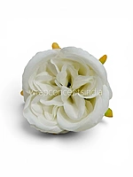 White Snow Peony