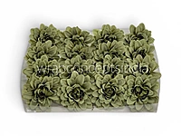 Sage Green Soufflé Dahlia