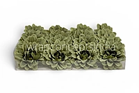 Sage Green Soufflé Dahlia