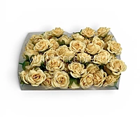 Soft Butter Rose