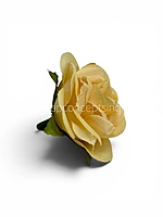 Soft Butter Rose