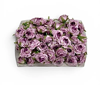 Lilac Mist Rose