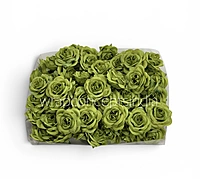Fresh Fern Rose