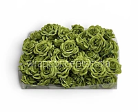 Fresh Fern Rose
