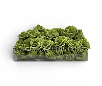 Fresh Fern Rose