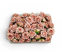 Champagne Blush Rose