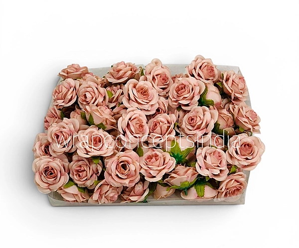 Champagne Blush Rose