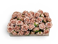 Champagne Blush Rose