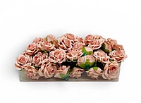 Champagne Blush Rose