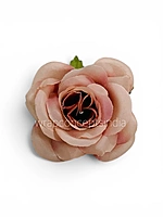 Champagne Blush Rose