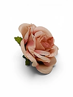 Champagne Blush Rose