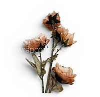 Heirloom Rose Collection