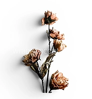 Heirloom Rose Collection