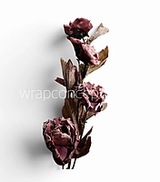Heirloom Rose Collection