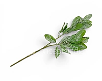 Sage Frost Leaf Spray