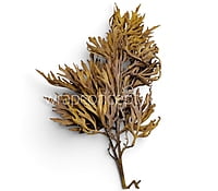 Wild Coral Leaf Spray