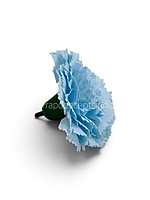 Blue Breeze Carnation