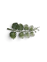 Small Monstera Leaves on Stem