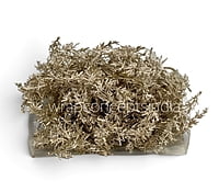 Champagne Wildfern Sprig