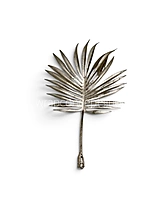 Champagne Fan Palm