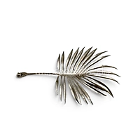 Champagne Fan Palm