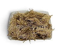 Gold Candy Grass Leaves