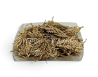 Gold Candy Grass Leaves